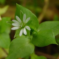 Stellaria media (L.) Vill.